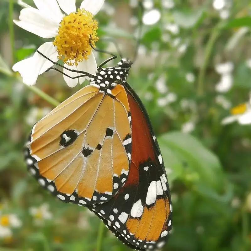 Stratford Butterfly Farm