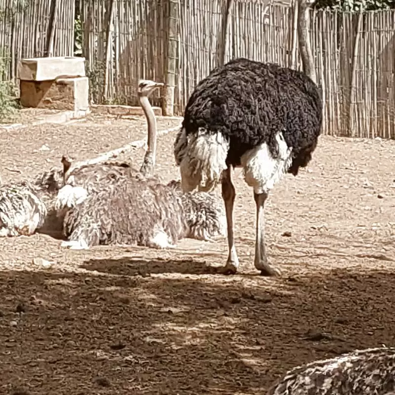 Cango Ostrich Farm