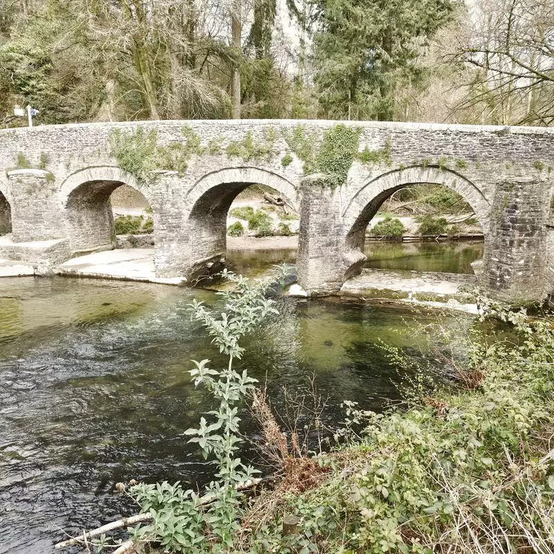 National Trust Plymbridge Woods