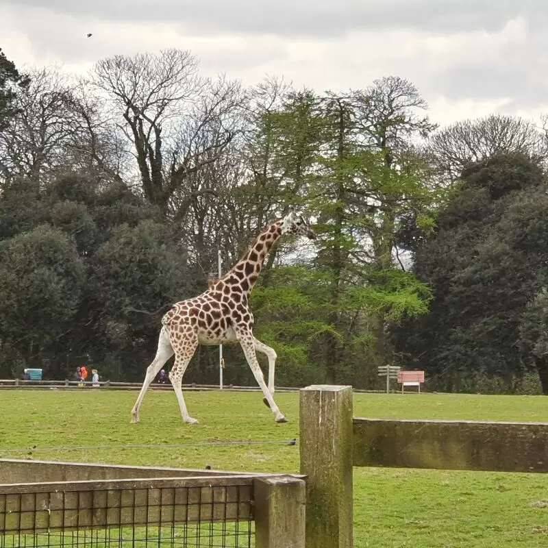 Fota Wildlife Park