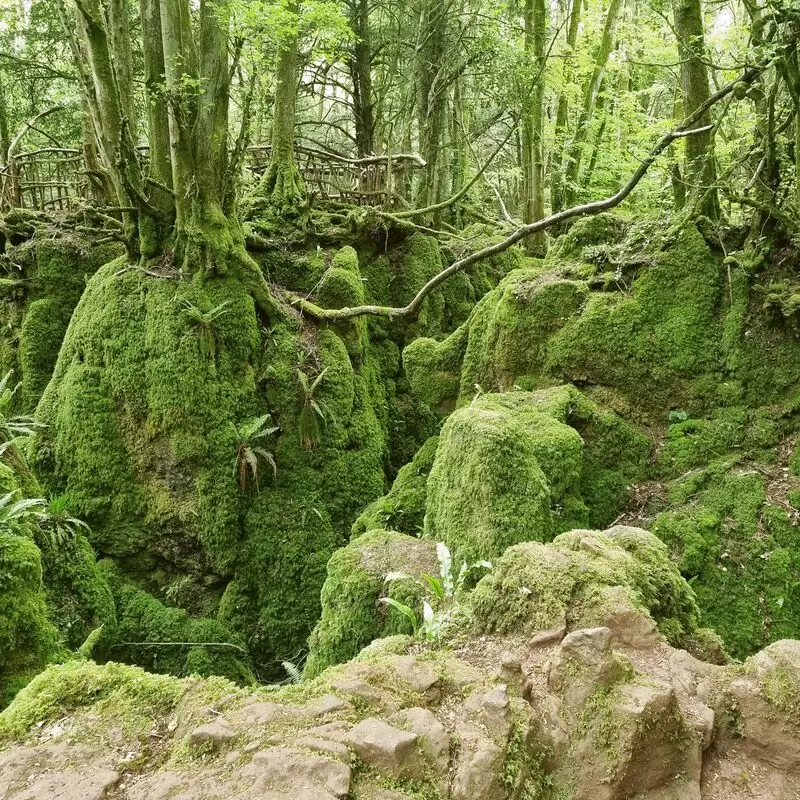 Puzzlewood