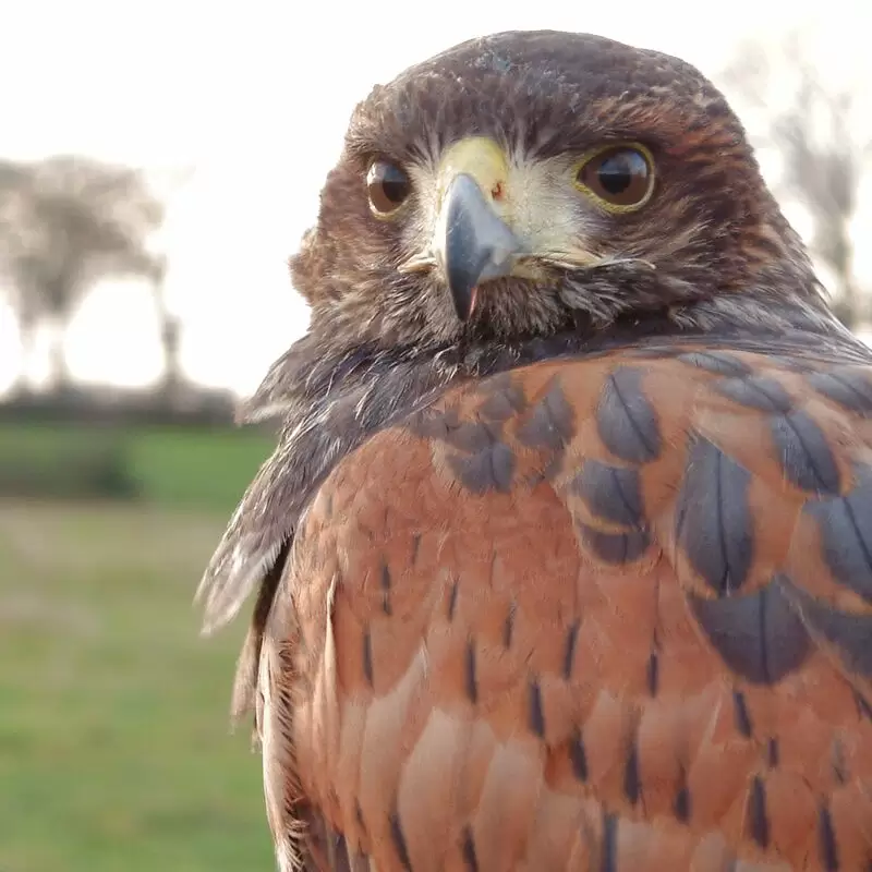 Cumberland Bird of Prey Centre