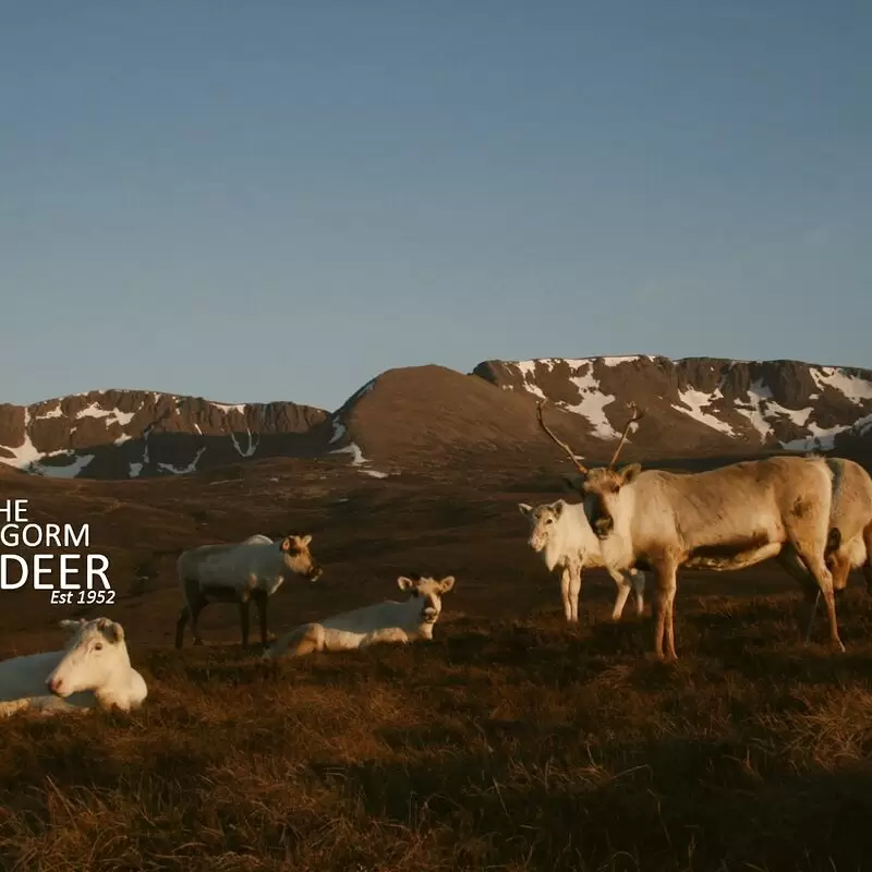 Cairngorm Reindeer Herd