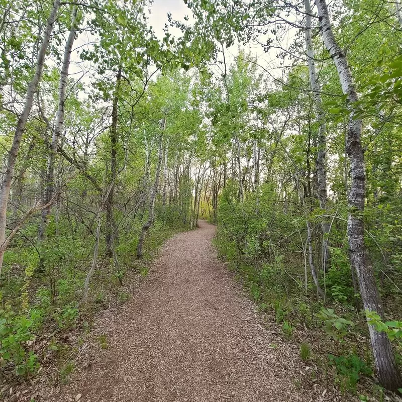 Assiniboine Forest